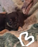 Boy, a male Chihuahua for sale in Watertown, NY – Photo 1 of 3