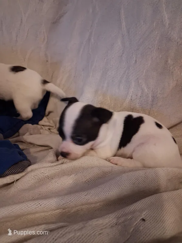 Girl – Chihuahua puppy for sale in Watertown, NY