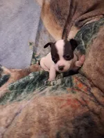 Girl, a female Chihuahua for sale in Watertown, NY – Photo 3 of 4