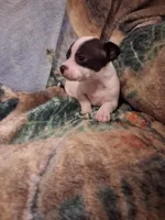 Girl, a female Chihuahua for sale in Watertown, NY – Photo 4 of 4