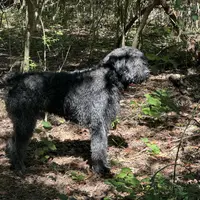 Bear-Bear, a male Bouvier des Flandres for sale in Dripping Springs, TX – Photo 3 of 6