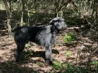 Bear-Bear, a male Bouvier des Flandres for sale in Dripping Springs, TX – Photo 3 of 6