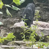 Bear-Bear, a male Bouvier des Flandres for sale in Dripping Springs, TX – Photo 2 of 6