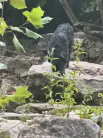 Bear-Bear, a male Bouvier des Flandres for sale in Dripping Springs, TX – Photo 2 of 6