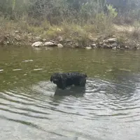 Bear-Bear, a male Bouvier des Flandres for sale in Dripping Springs, TX – Photo 6 of 6