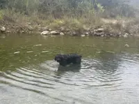 Bear-Bear, a male Bouvier des Flandres for sale in Dripping Springs, TX – Photo 6 of 6