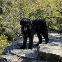 Bear-Bear, a male Bouvier des Flandres for sale in Dripping Springs, TX – Photo 5 of 6