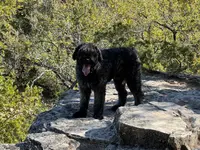 Bear-Bear, a male Bouvier des Flandres for sale in Dripping Springs, TX – Photo 5 of 6