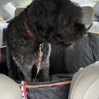 Bear-Bear, a male Bouvier des Flandres for sale in Dripping Springs, TX – Photo 4 of 6