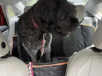 Bear-Bear, a male Bouvier des Flandres for sale in Dripping Springs, TX – Photo 4 of 6