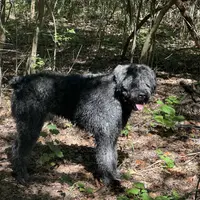 Bear-Bear, a male Bouvier des Flandres for sale in Dripping Springs, TX – Photo 1 of 6