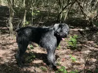 Bear-Bear, a male Bouvier des Flandres for sale in Dripping Springs, TX – Photo 1 of 6