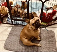 Blue Collar, a male French Bulldog for sale in Bradenton, FL – Photo 4 of 6