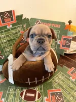 Blue Collar, a male French Bulldog for sale in Bradenton, FL – Photo 6 of 6