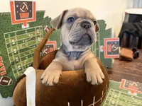 Blue Collar, a male French Bulldog for sale in Bradenton, FL – Photo 5 of 6