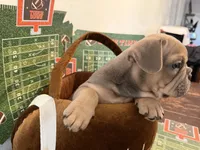 Blue Collar, a male French Bulldog for sale in Bradenton, FL – Photo 2 of 6