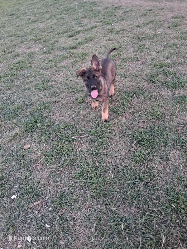 Puppy 6 – German Shepherd Dog puppy for sale in Troy, TX