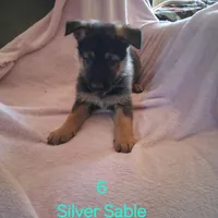 Puppy 6, a female German Shepherd Dog for sale in Troy, TX – Photo 2 of 2