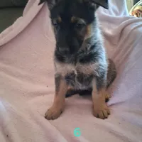 Puppy 6, a female German Shepherd Dog for sale in Troy, TX – Photo 1 of 2