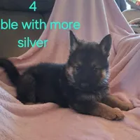 Puppy 4, a female German Shepherd Dog for sale in Troy, TX – Photo 1 of 3