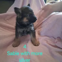 Puppy 4, a female German Shepherd Dog for sale in Troy, TX – Photo 2 of 3