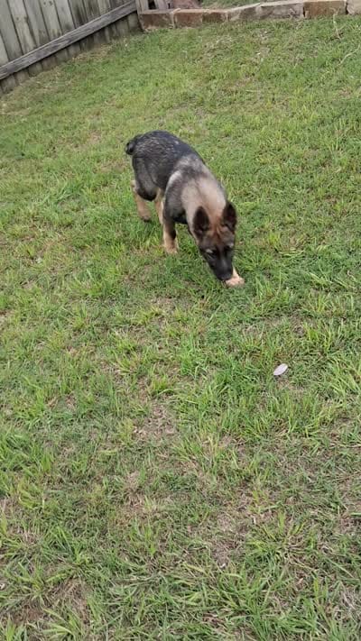 Sunny, a male German Shepherd Dog for sale in Troy, TX – 3 of 3