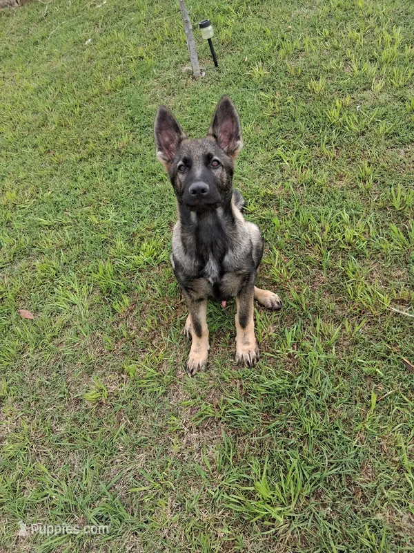 Sunny – German Shepherd Dog puppy for sale in Troy, TX