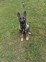 Sunny, a male German Shepherd Dog for sale in Troy, TX – 1 of 3