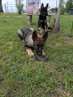 Sunny, a male German Shepherd Dog for sale in Troy, TX – 2 of 3