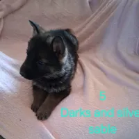 Puppy 5, a female German Shepherd Dog for sale in Troy, TX – Photo 3 of 3