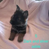 Puppy 5, a female German Shepherd Dog for sale in Troy, TX – Photo 2 of 3