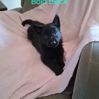 Puppy 3, a female German Shepherd Dog for sale in Troy, TX – Photo 1 of 2