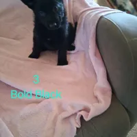 Puppy 3, a female German Shepherd Dog for sale in Troy, TX – Photo 2 of 2