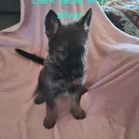 Puppy 2, a female German Shepherd Dog for sale in Troy, TX – Photo 1 of 2