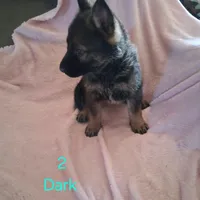 Puppy 2, a female German Shepherd Dog for sale in Troy, TX – Photo 2 of 2