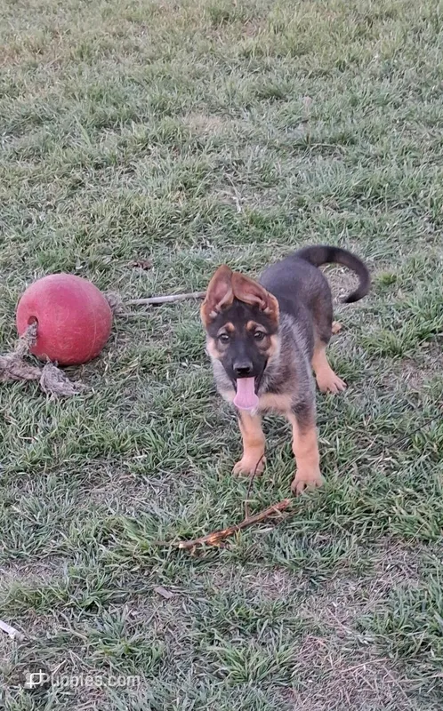 Puppy 1 – German Shepherd Dog puppy for sale in Troy, TX