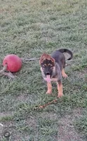 Puppy 1, a female German Shepherd Dog for sale in Troy, TX – Photo 1 of 3