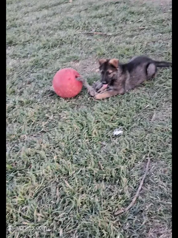 Puppy 1 – German Shepherd Dog puppy for sale in Troy, TX