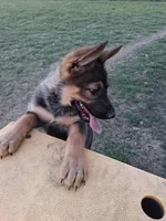 Puppy 1, a female German Shepherd Dog for sale in Troy, TX – Photo 3 of 3