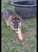 Puppy 1, a female German Shepherd Dog for sale in Troy, TX – Photo 2 of 3