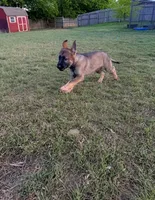 Sonny, a male German Shepherd Dog for sale in Troy, TX – Photo 2 of 2