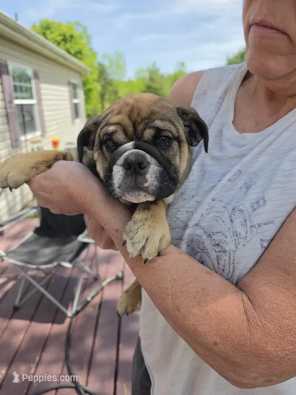 Piglet – English Bulldog puppy for sale in Oconto Falls, WI