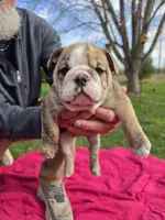 Betty white, a female English Bulldog for sale in Oconto Falls, WI – 3 of 3