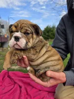 Laverne , a female English Bulldog for sale in Oconto Falls, WI – 2 of 2
