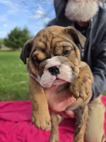 Laverne , a female English Bulldog for sale in Oconto Falls, WI – 1 of 2