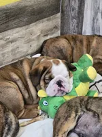 Phoebe, a female English Bulldog for sale in Oconto Falls, WI – 2 of 2