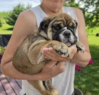 Piglet, a female English Bulldog for sale in Oconto Falls, WI – 2 of 2