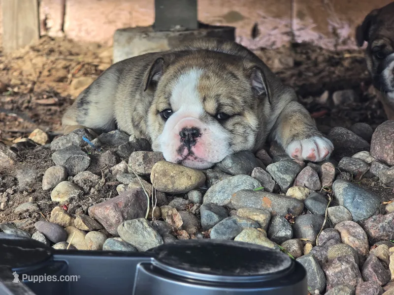 Betty white – English Bulldog puppy for sale in Oconto Falls, WI