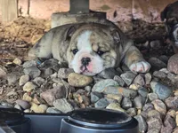 Betty white, a female English Bulldog for sale in Oconto Falls, WI – 1 of 3