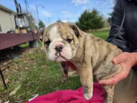 Betty white, a female English Bulldog for sale in Oconto Falls, WI – 2 of 3